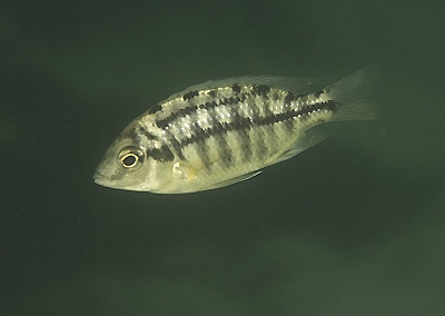 Protomelas taeniolatus 'Boadzulu Island'